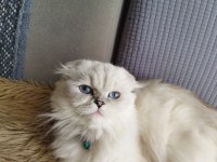 Show Class Scottish Longhair Dişi