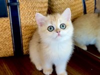 Safkan British Shorthair Golden Dişi Yavru
