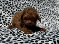 Petmode köpek çiftliğinden tea cup kore poodle