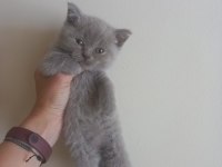British short hair blue ve Bluepoint yavrular