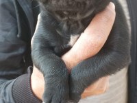 A kalite pug mops ırk ve sağlık garantili uygun