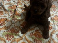Toy poodle köpekleri