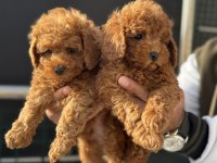 Show kalite kore toy poodle yavrularımız