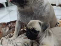 Erkek pug bebek tuvalet eğitimli