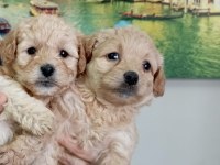 Maltipoo yavrularımız