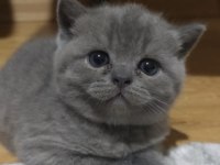 44 günlük scottish fold yavrularımıza yuva arıyoruz