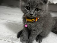 45 günlük erkek british shorthair kedisi