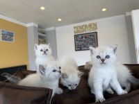 ORJİNAL IRK YAVRU KEDİLER MAGAZAMIZDA CANLI GÖRÜN