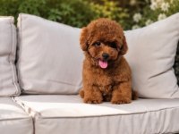 Cinsinin en iyisi poodle