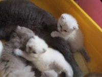 Bayram şekerleri kediler