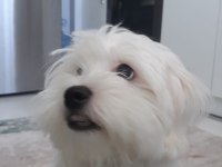 Dünya tatlısı maltese