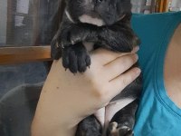 FRENCH BULLDOG DİŞİ YAVRULAR