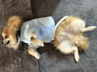 Pomeranian 4 aylık erkek