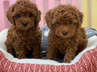 Original korekan toy poodle bebekler