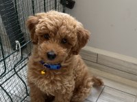 Safkan toy poodle yavrusu
