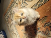 British golden longhair