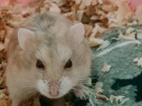Hamsterlar beyaz kahve