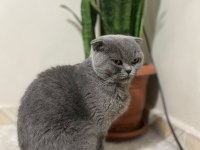 Scottish fold kedimiz 2 yaşında