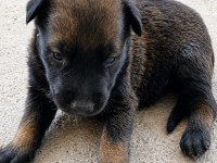 Safkan belçika kurdu malinois