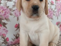 FCI-KIF şecereli Labrador Retriever Yavrularımız