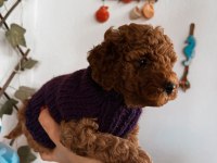 Red brown Toy Poodle Yavrum