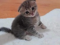 Scottish fold