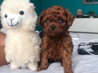 ÖZEL TOY POODLE YAVRULARI