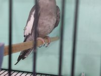 Beta petshop sultan papağanı