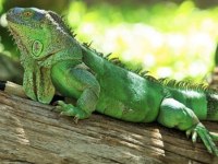 ÖN REZERVE İGUANA