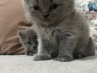 BRITISH SHORTHAIR YAVRULARIMIZ