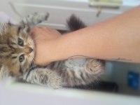 British longhair yavru