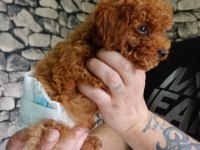 70 günlük poodle
