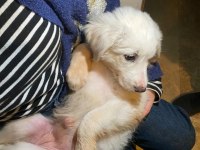Golden retriever ankara çok acil yuva