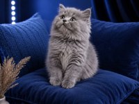 British Longhair Blue