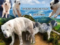 4 aylık AYI KOBA Yavrusu ALABAY