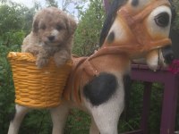 Mükemmel Kalitede Maltipoo Bebeklerimiz