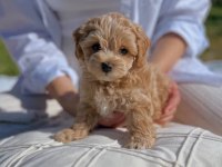 Maltipoo Yavrularımız