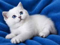 British shorthair erkek dişi ponpon gibi bebekler