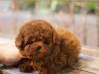 Sağlıklı ve Sevimli Toy Poodle Yavrularım