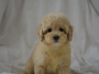YENİ YIL MALTİPOO BEBEKLERİMİZ