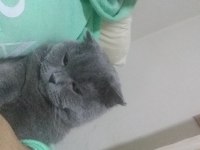 Çok uysal oyuncu scottish fold