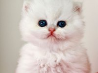Safkan Özel Renk British Longhair