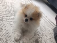 İki buçuk üç aylık erkek pomeranian
