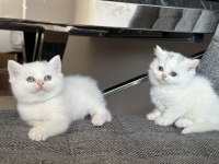 Baba safkan scottish fold golden Ny11 yavrum