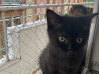 British shorthair bebeklerime yuva arıyorum