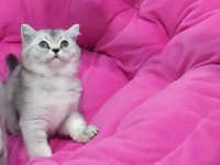 Scottish fold safkan yavrular
