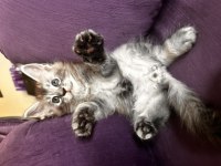 Asil ve güzel maine coon çocuklarımız