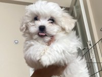 SON MALTESE OĞLUMUZ SÜTTEN YENİ KESİLDİ