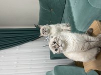 Scottish fold kızımıza iyi bakacak yuva arıyoruz