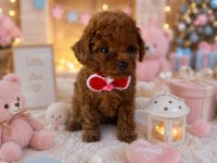 SAĞLIKLI PREMİUM TOY POODLE YAVRULAR